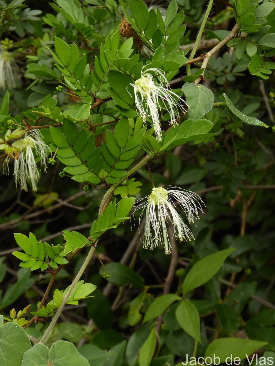 Thailentadopsis nitida (Vahl) G.P.Lewis & Schrire